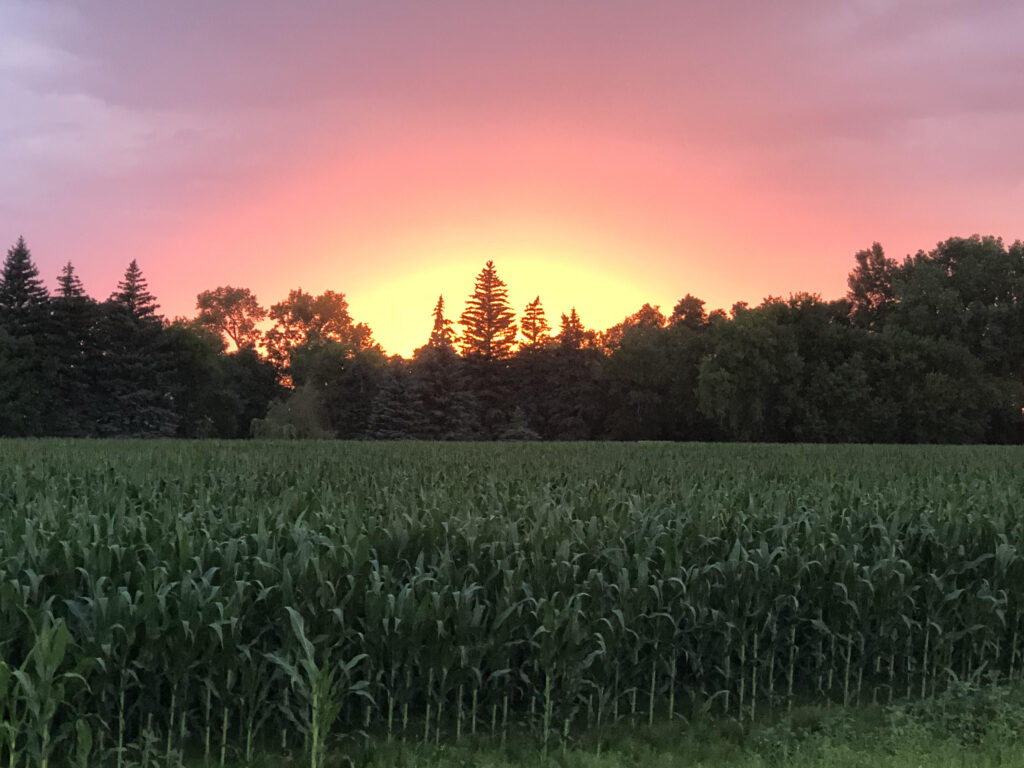 Sunset over a Corn Field